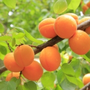 Aprikosen am Baum