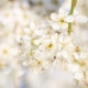 Weissdornblüten Chinesische Medizin