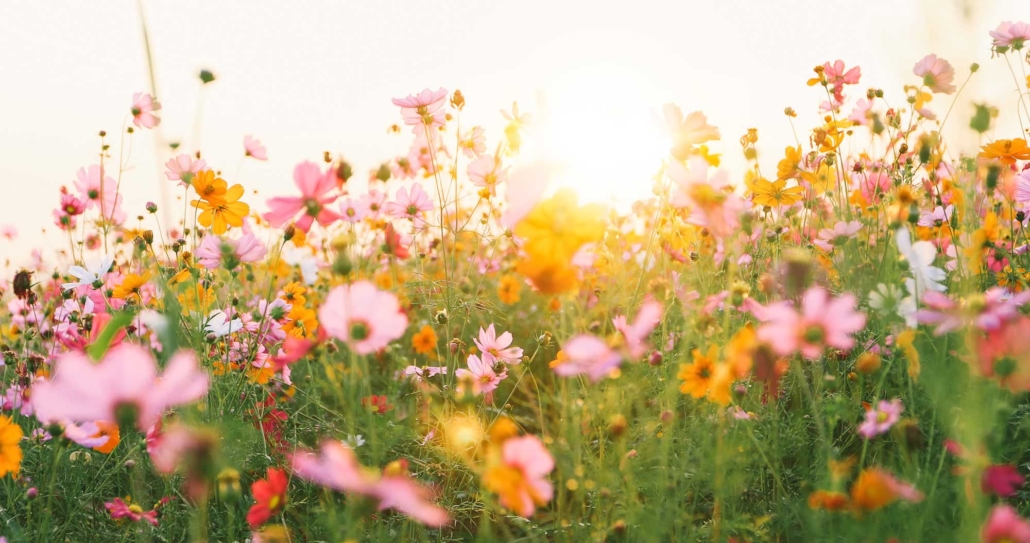 Alternative Natur Medizin