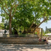 Platane des Hippokrates